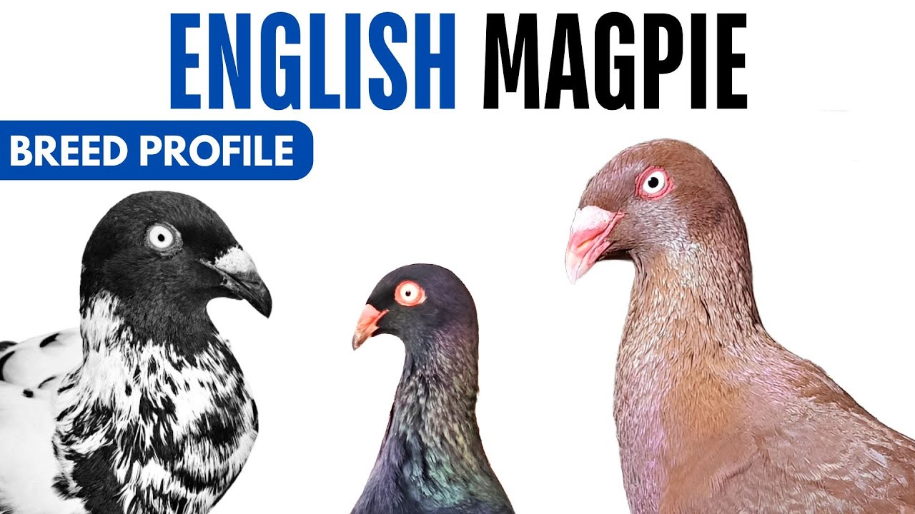 Magpie Pigeon Breed Profile - History - Magpie Pigeon  Health Issues Price Training