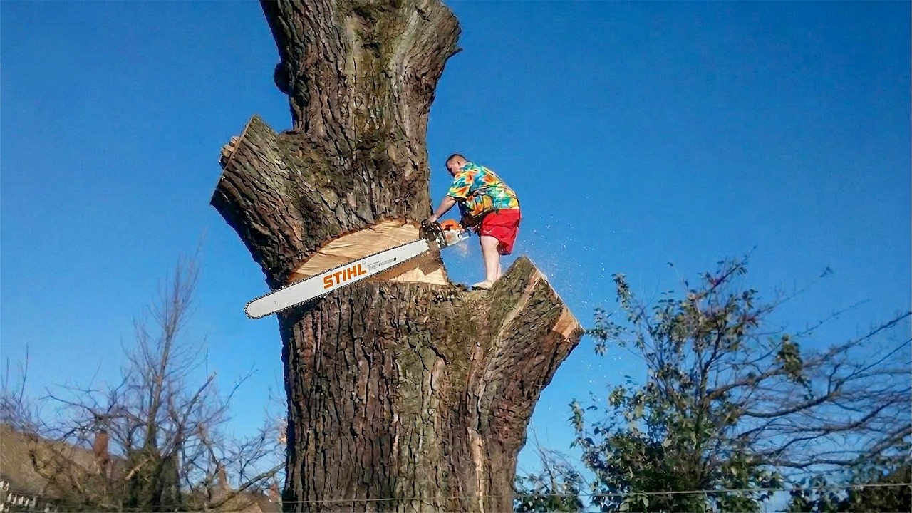 Extreme Chainsaw Skills: Most Dangerous Tree Cutting | MONSTER Stump Removal #8