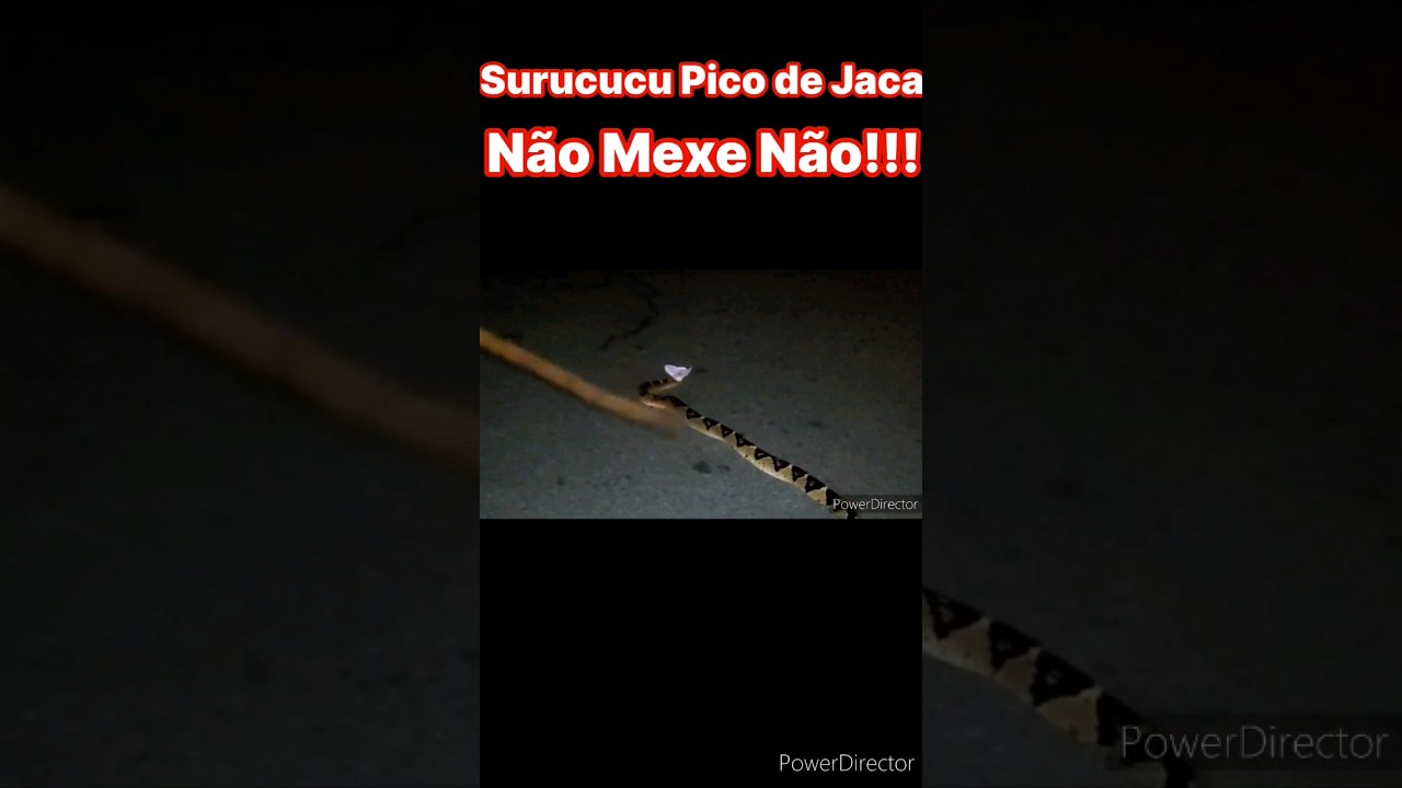 SURUCUCU PICO DE JACA NUM MEXE N&Atilde;O #shorts
