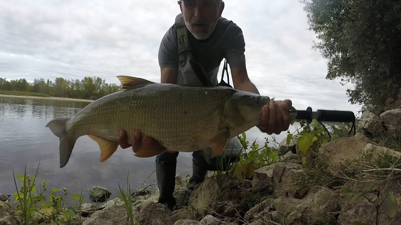 Gros aspes en folie sur la Loire