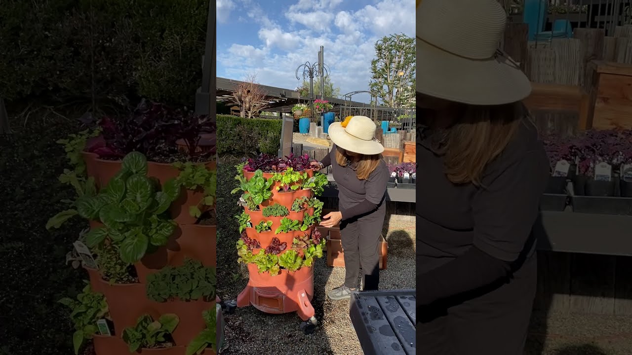 Edible Gardening Series   Cool Season Vegetable Gardening with Suzanne Hetrick