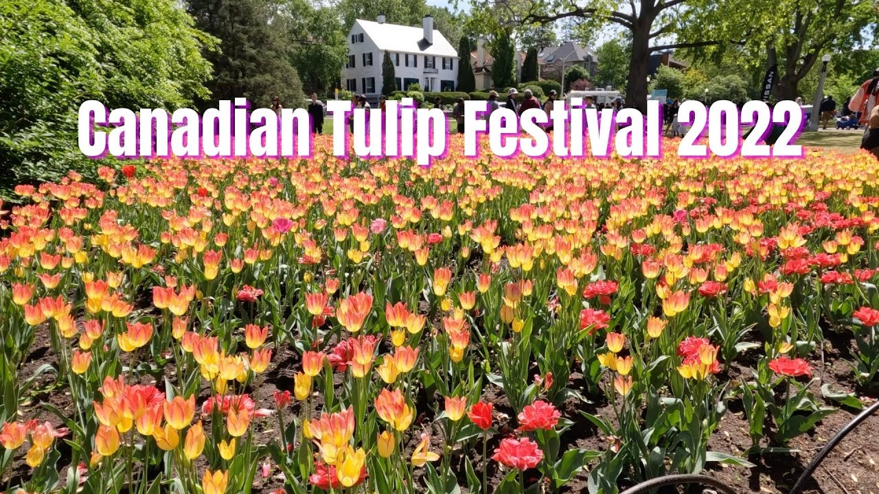 CANADA 🇨🇦 🌷 🌷 Ottawa Tulip Festival May 2022