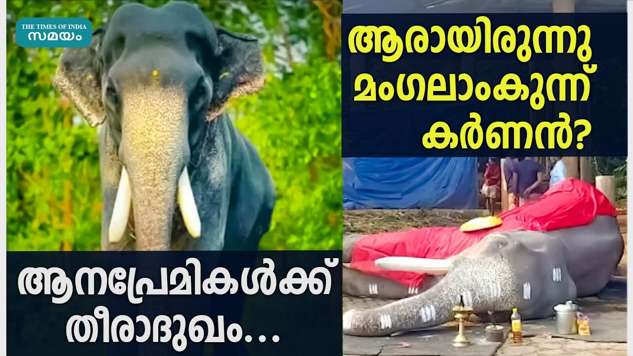 മംഗലാംകുന്ന് കര്‍ണന്റെ വിയോഗം; ആനപ്രേമികള്‍ക്ക് തീരാനഷ്ടം | Mangalamkunnu Karnan Passed Away |