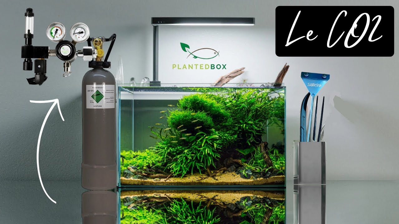 Le CO2 en Aquarium 🫧🌱 - Unboxing colis Planted Box 📦