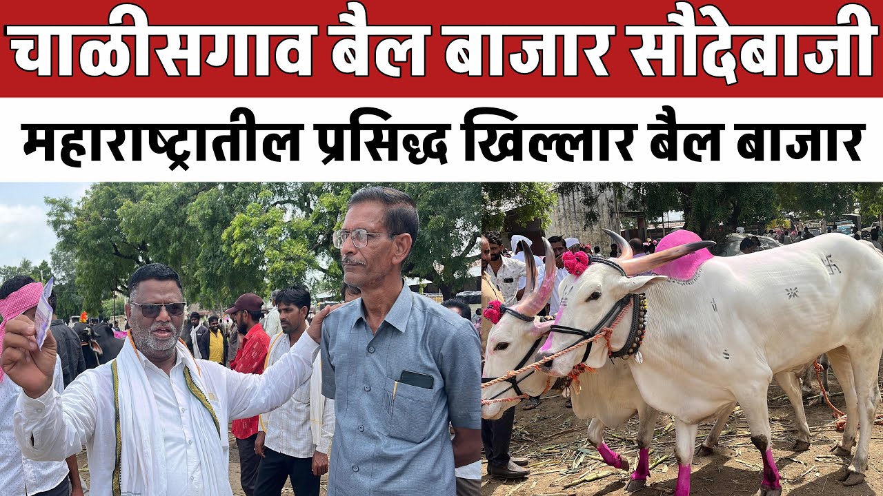 चाळीसगाव बैल बाजार | छोटू शेठ दावन सौदेबाजी | Chalisgaon bail bazar  | शनिवार 12 ऑगस्ट 