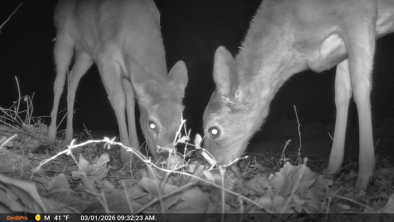 Night Visitors Caught on Camera (Deer, Raccoons & More)