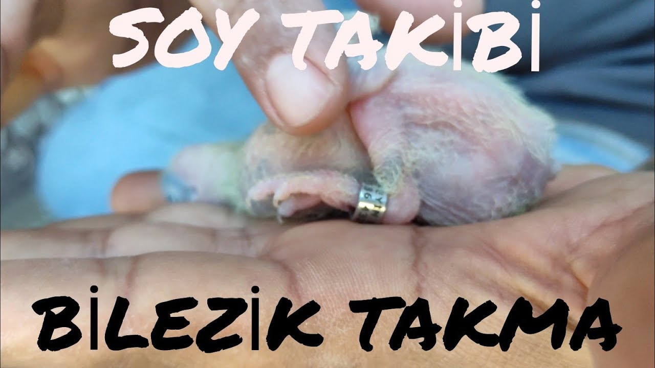 GÜVERCİN SOY TAKİBİ VE BİLEZİK TAKMAK. Bilinçli üretim yapalım.