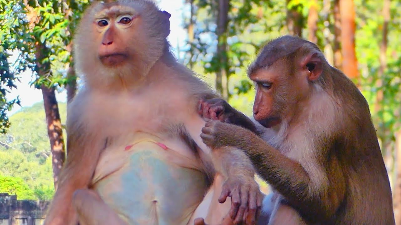 Old monkey Ashley is very happy & comfortable when Julie grooming her