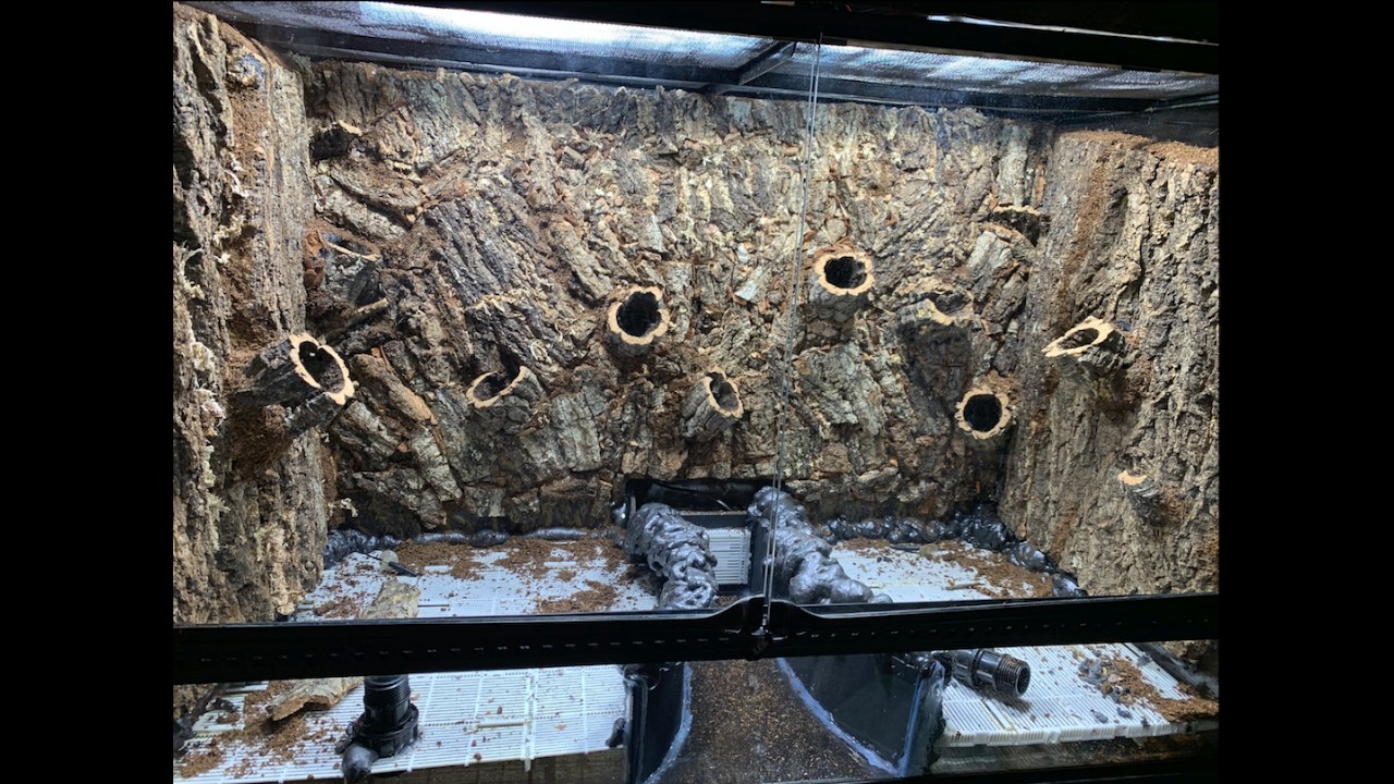 How to make a Bioactive Dart Frog Terrarium with a pond!