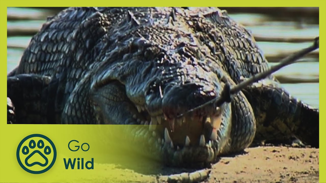 How To Catch A Crocodile - Go Wild