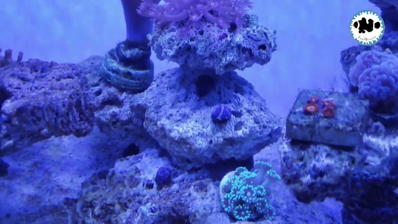 Atualizações do aquário marinho de 200 litros. #aquarismo #aquariomarinho