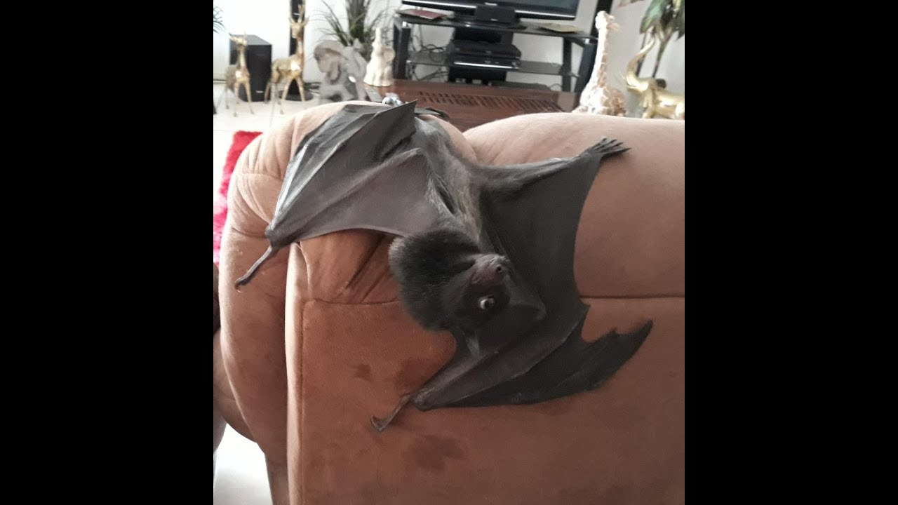When Someone Says You're The Bat Whisper And You're Definitely Not. lol This Is Just For FUN