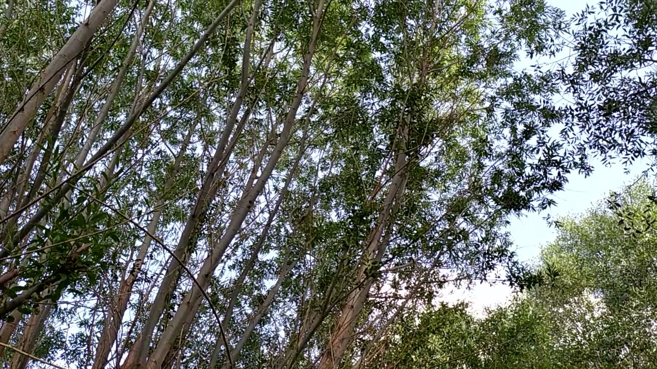 TEKBİR,TEHLİL,TAHMİD.ALL&Acirc;HU EKBER,L&Acirc; İL&Acirc;HE İLLALL&Acirc;H. ELHAMD&Uuml;LİLL&Acirc;H...