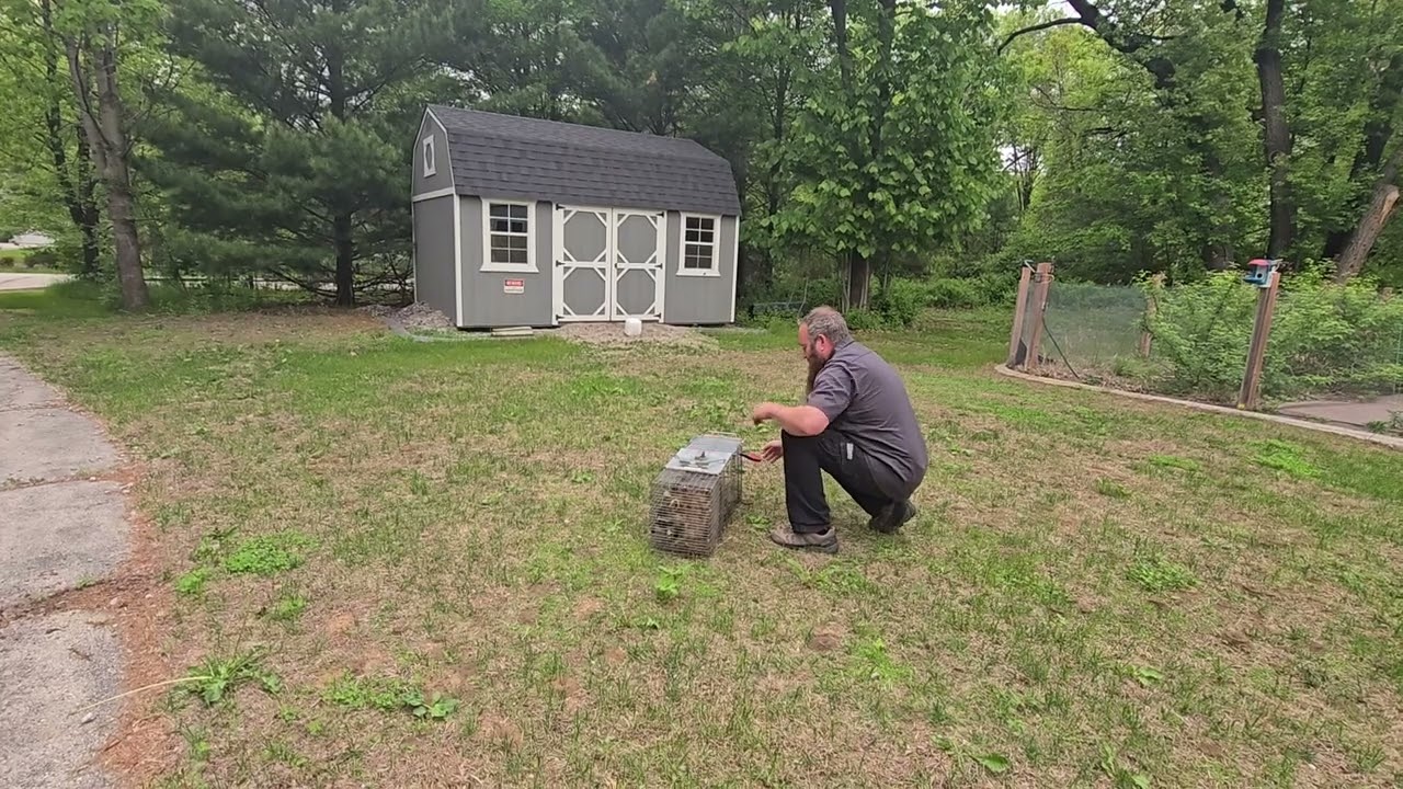 Выпуск живых животных | Гуманный отлов диких животных в компании Erdye&rsquo;s Pest Control