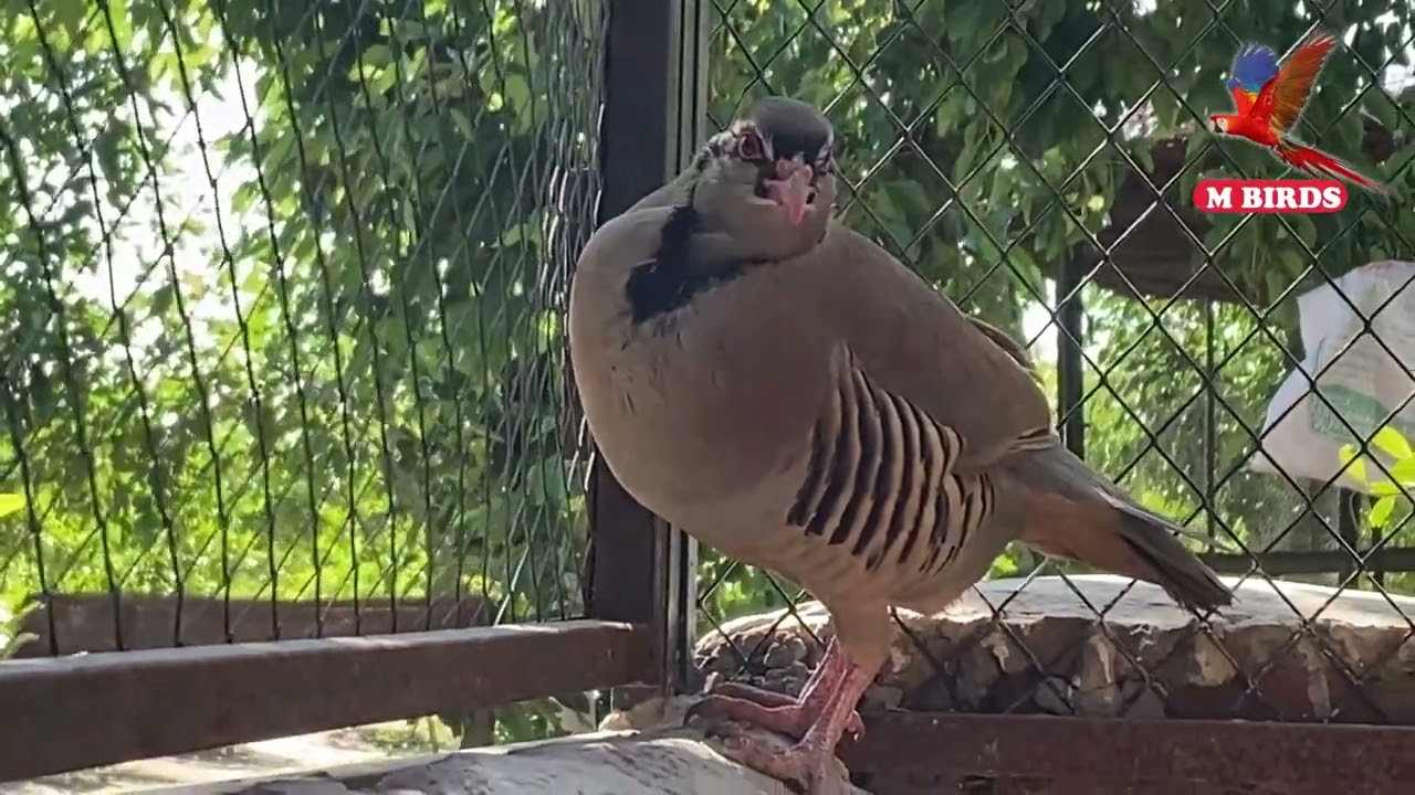 Chand Chakor | Breeding Season Of Chakor | Chukar Partridge Facts In Urdu