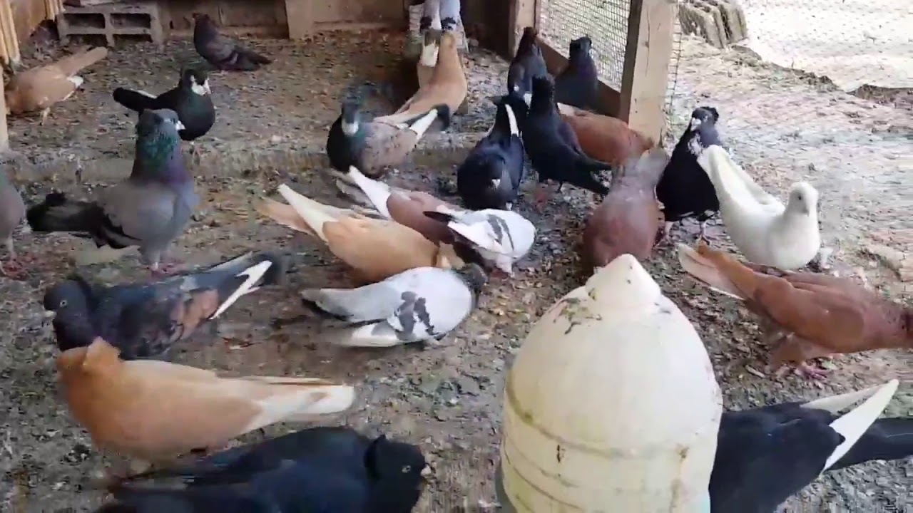 HIGHFLYER PIGEON PELLUMBAT LARTFLUTURUES 2018