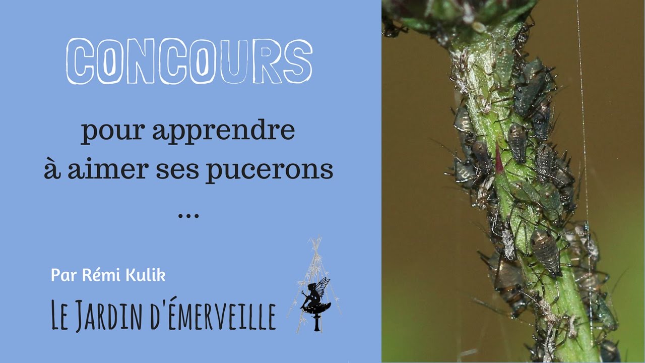 Concours biodiversit&eacute;. Ou comment apprendre &agrave; aimer les pucerons au jardin