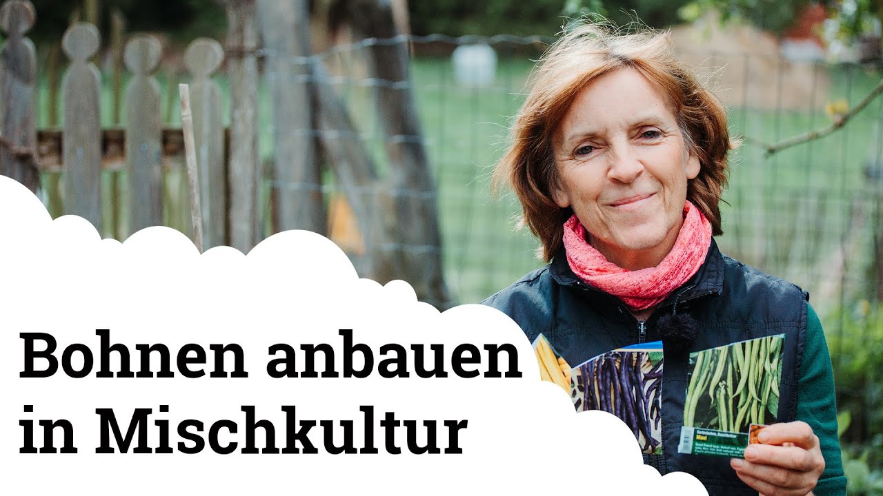 Bohnen anbauen in Mischkultur | Die perfekten Pflanzenpartner 🌱