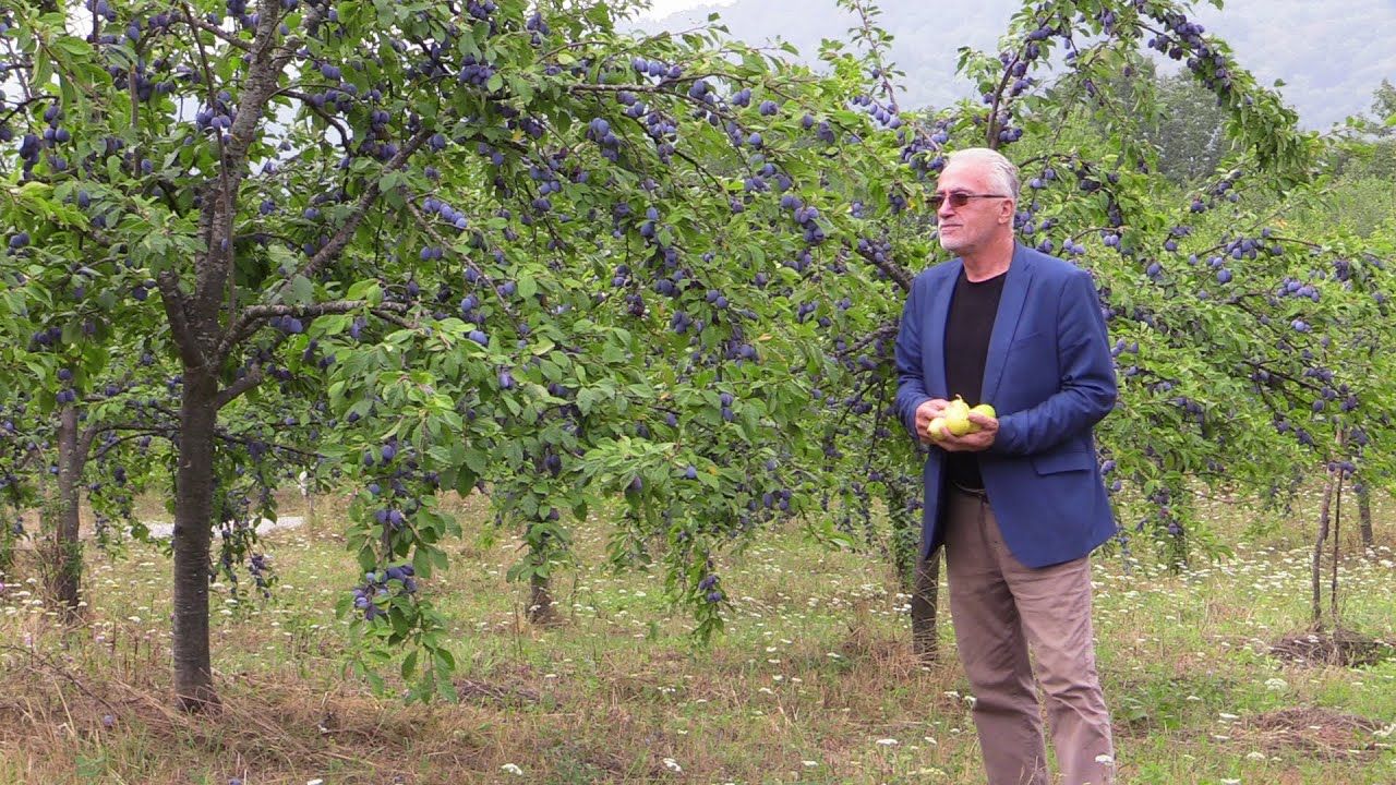 Alija je vlasnik jednog od najvećih voćnjaka u Podrinju - prinosi se mjere u tonama