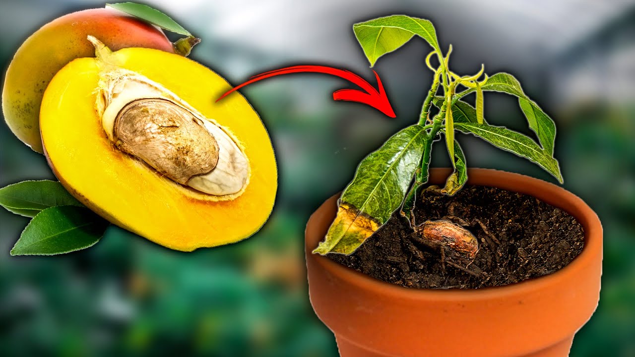 🥭Faire Pousser un Manguier en Pot à Partir d'un NOYAU de MANGUE