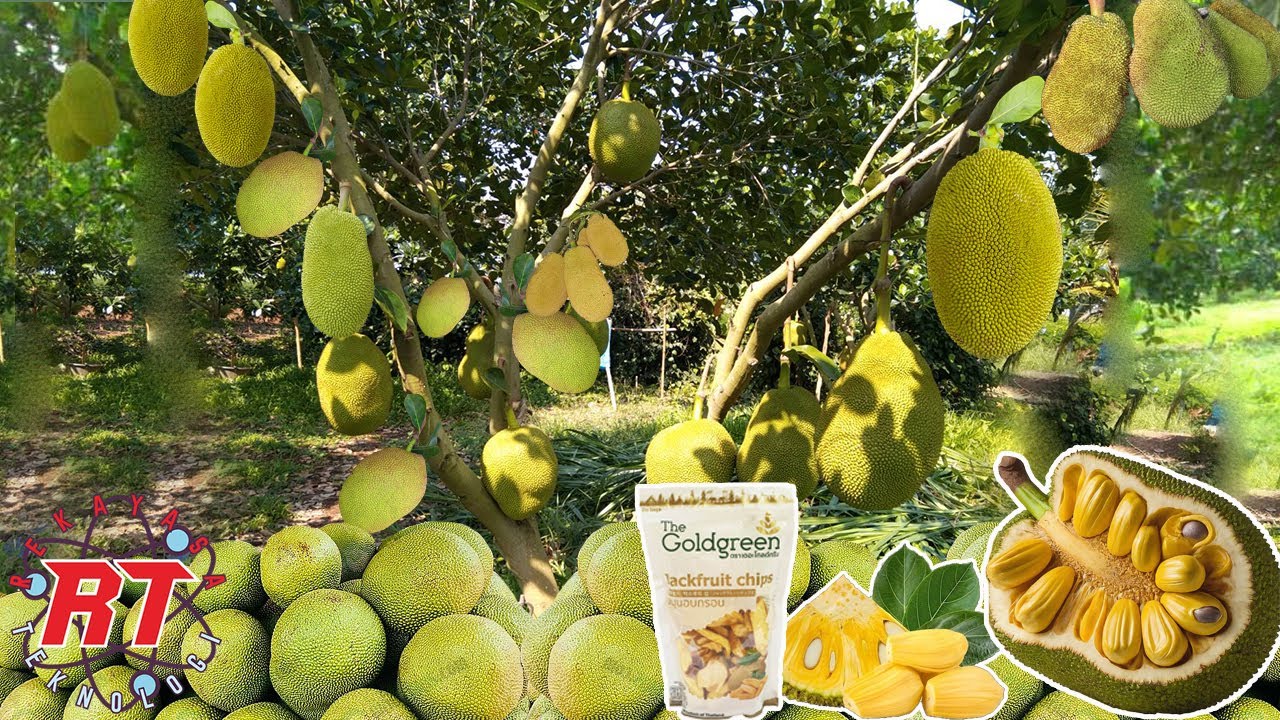 MENGINTIP PROSES PERTANIAN NANGKA THAILAND | RAHASIA BUAH BESAR BERKUALITAS TINGGI