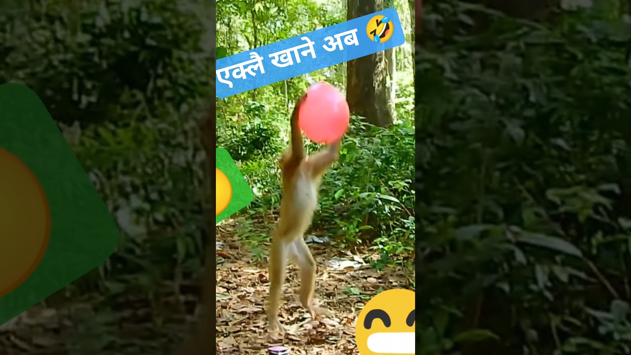 अम्बु कत्रो फल 🤣  #trending #viral #ytshorts #shorts #monkey  #shortvideos