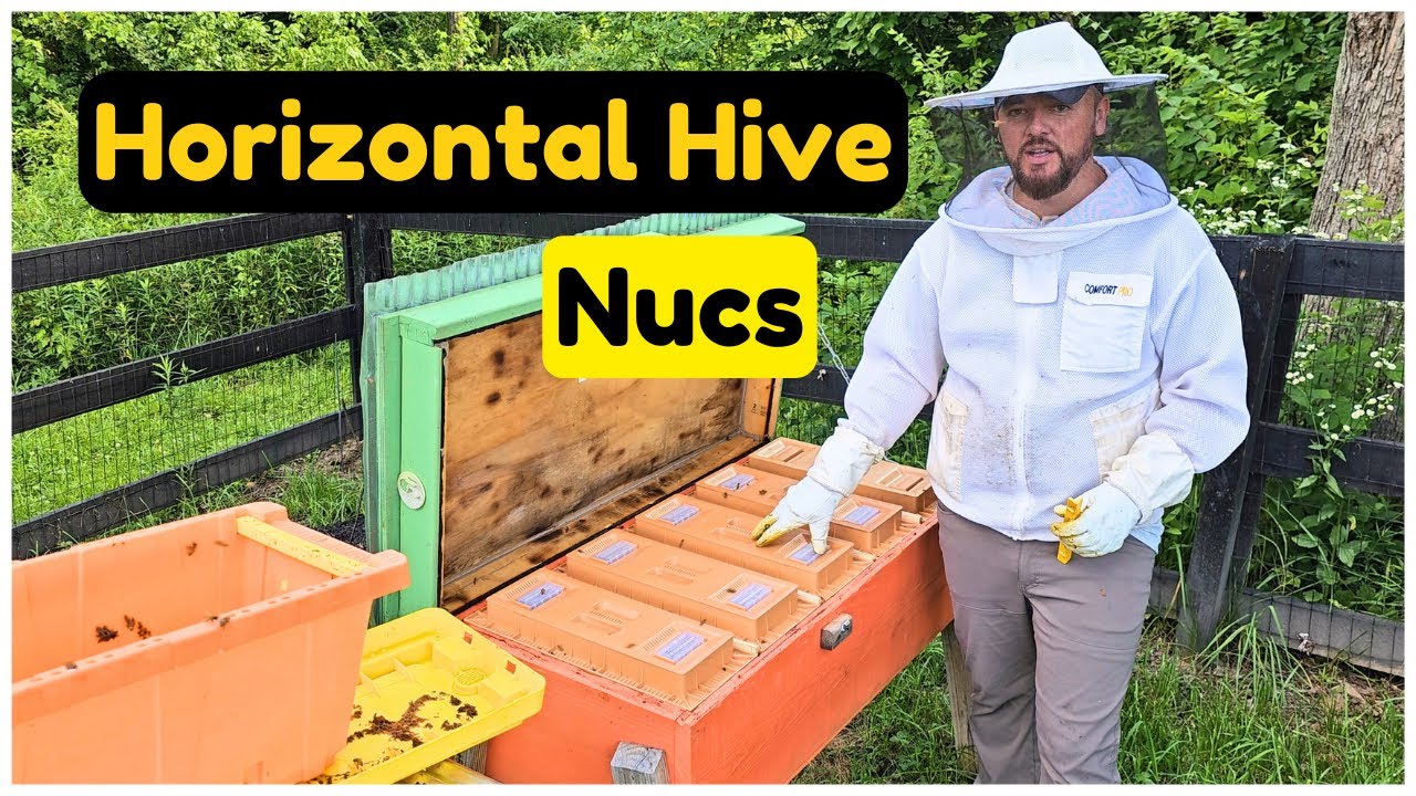 Making Nucs in a Horizontal Hive