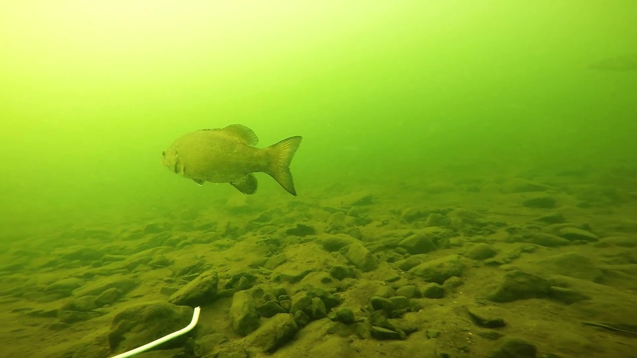 DIY ROV - fish antics, handsaw, more!