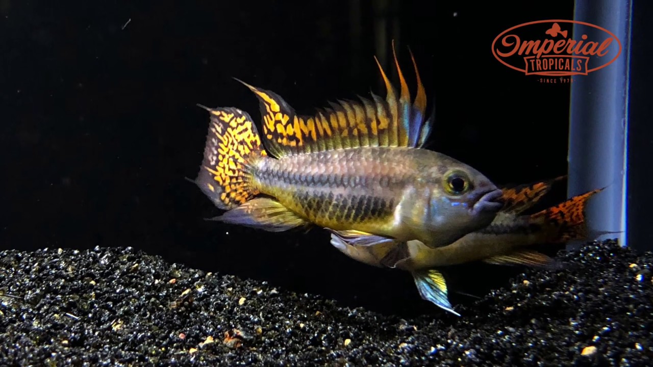 Triple Red Cockatoo Males (Apistogramma cacatuoides) WYSIWYG