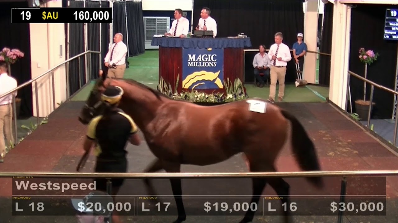 Lot 19 Not a Single Doubt-All Friared Up colt