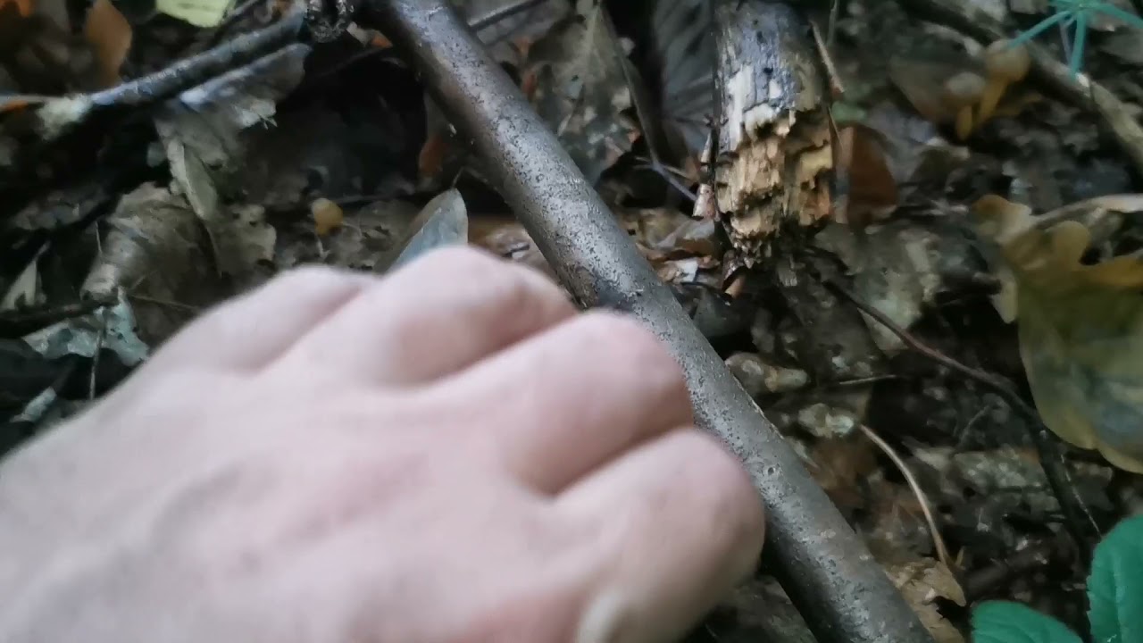 Patyczka lepka (Leotia lubrica) pospolity i łatwy do rozpoznania grzyb jadalny