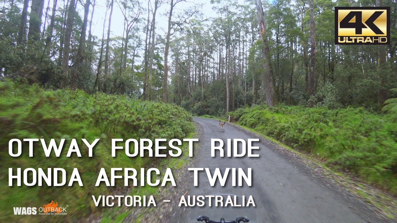 4K Otway Forest Ride Honda Africa Twin Motorcycle Victoria