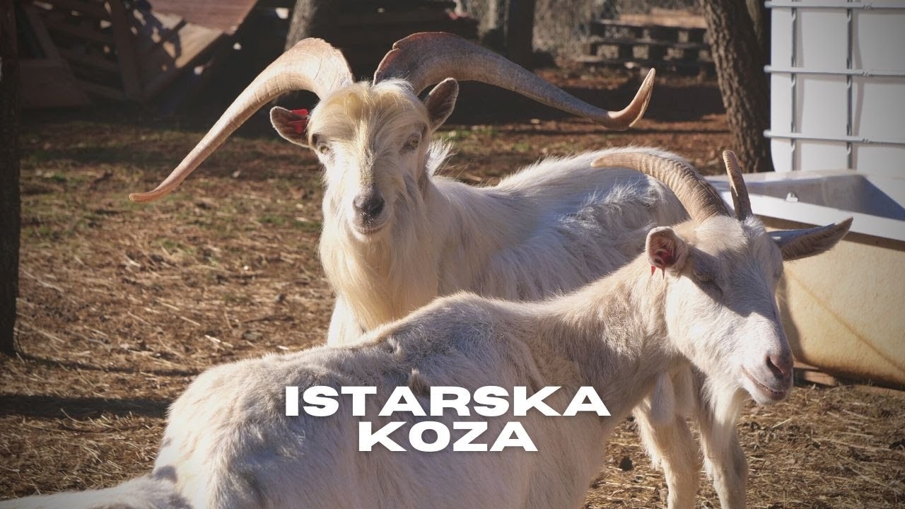 BOJE ZEMLJE Istarska koza