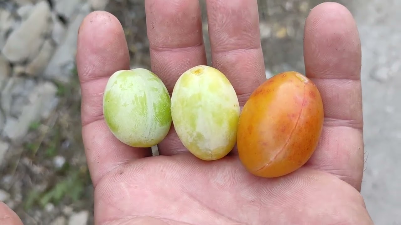 Feral Population of yellow egg Plum (Prunus domestica) in Italy