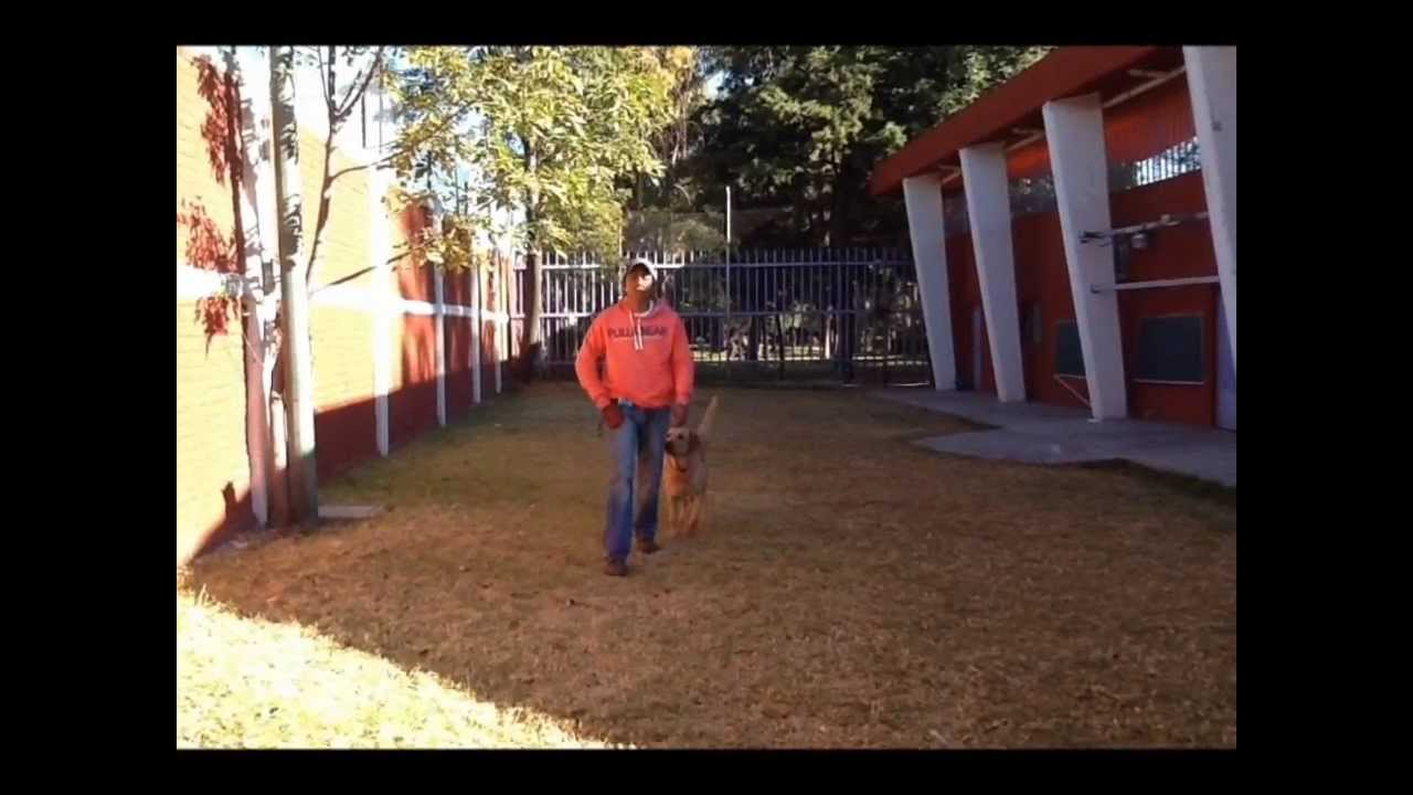 Trucos Caninos- Hacer ochos entre las piernas, mientras caminas hacia atrás