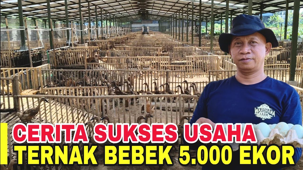 Sukses Ternak Bebek Petelur 5.000 Ekor di Perumahan