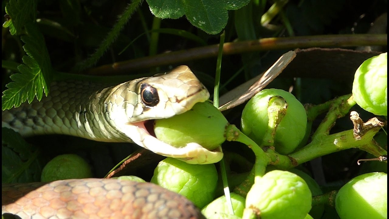 Whip snake eating grapes (hunting grapes)