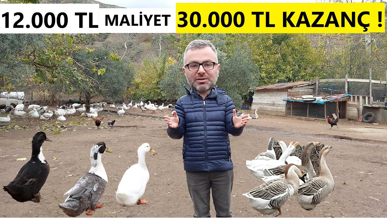 KAZ VE ÖRDEK YETİŞTİRİCİLİĞİ YAPARAK PARA KAZANMAK | MÜKEMMEL İŞ FİKRİ