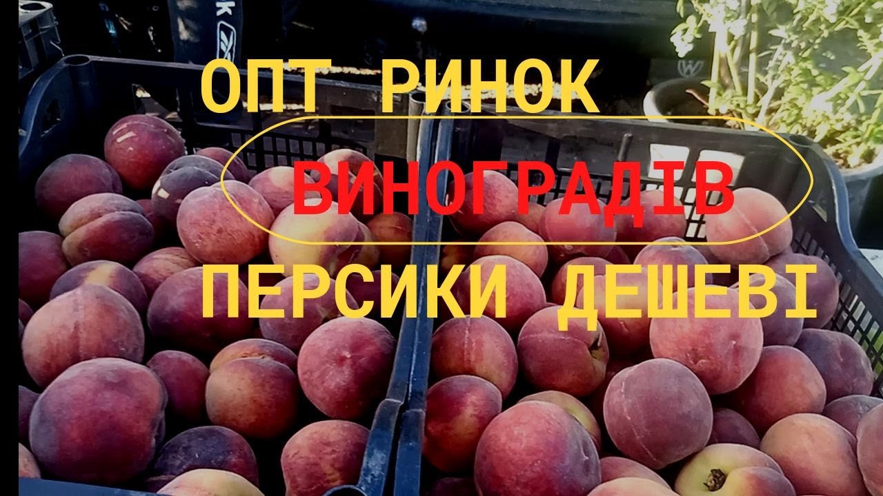 Ціни Закарпаття. На ринку у Виноградові з'явилися БАКЛАЖАНИ на опт і дешеві персики.