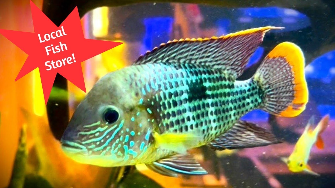 This *KNOXVILLE* Fish Store is ROCKIN' IT! [Aquatic Marine * Full Walkthrough*]