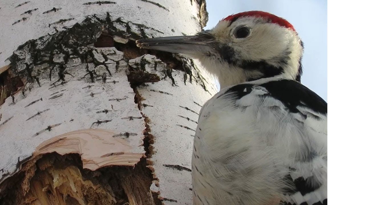Белоспинный дятел идеальный разрушитель деревьев, White-backed woodpecker perfect tree destroyer