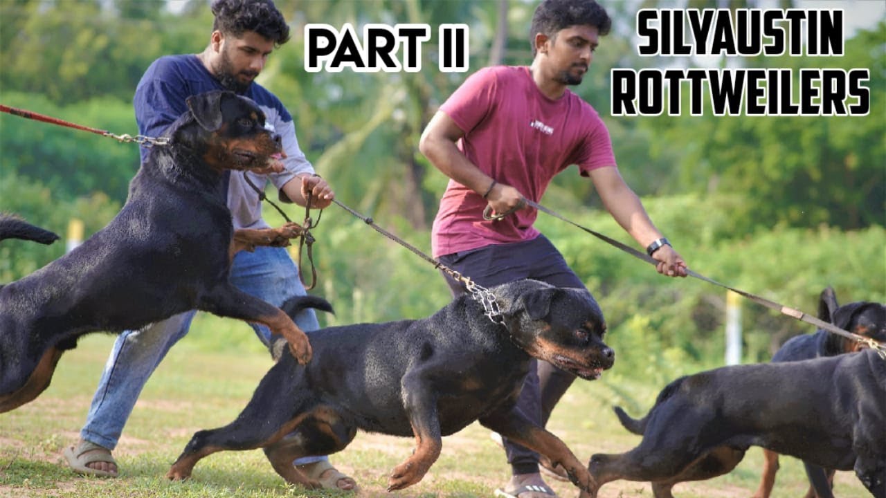 Rottweiler | Dog Kennels in tamilnadu | Puppies for sales | Puppy pricelist | Dogs for sale | shows
