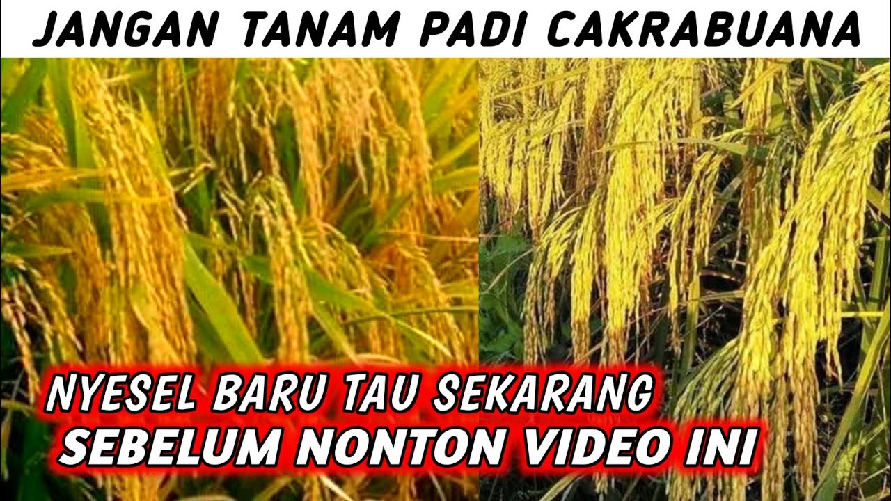 KEUNGGULAN DAN KELEMAHAN PADI CAKRABUANA YANG JARANG DIKETAHUI PETANI