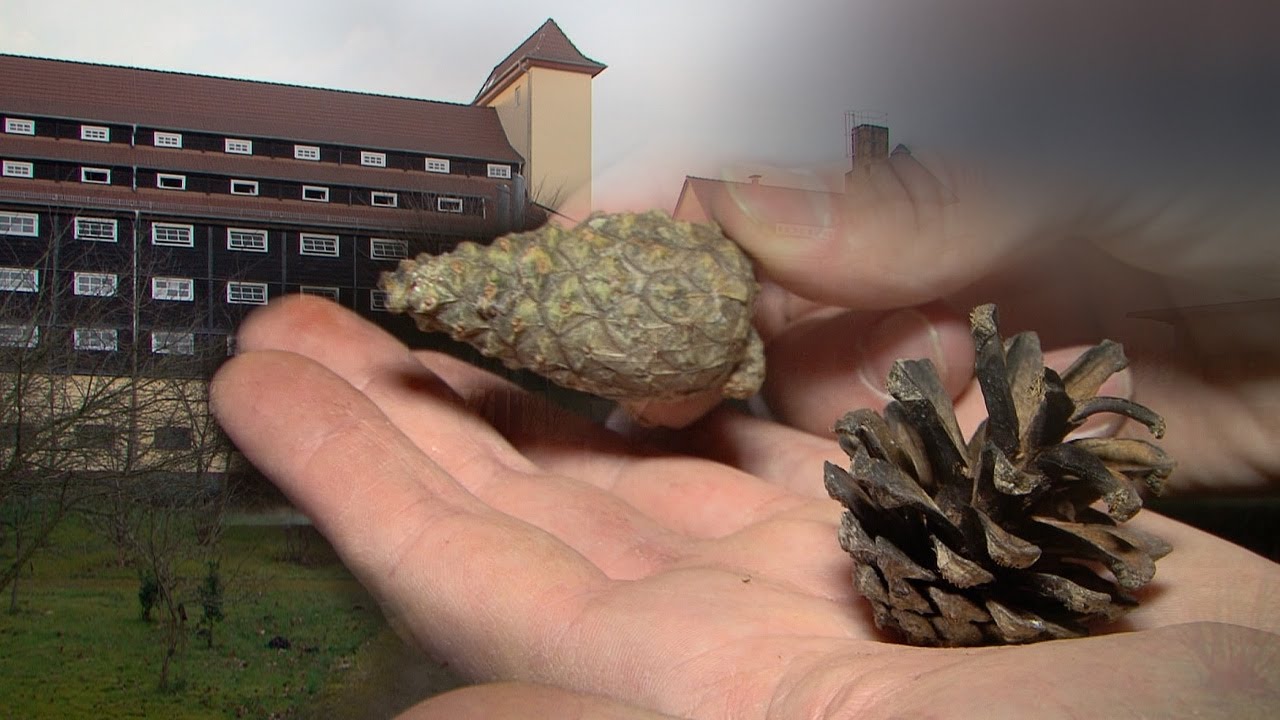 Besuch in der Forstsamendarre Jatznick