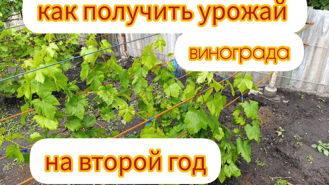 🇺🇦Виноград. Как разогнать саженец для получения урожая на второй год.