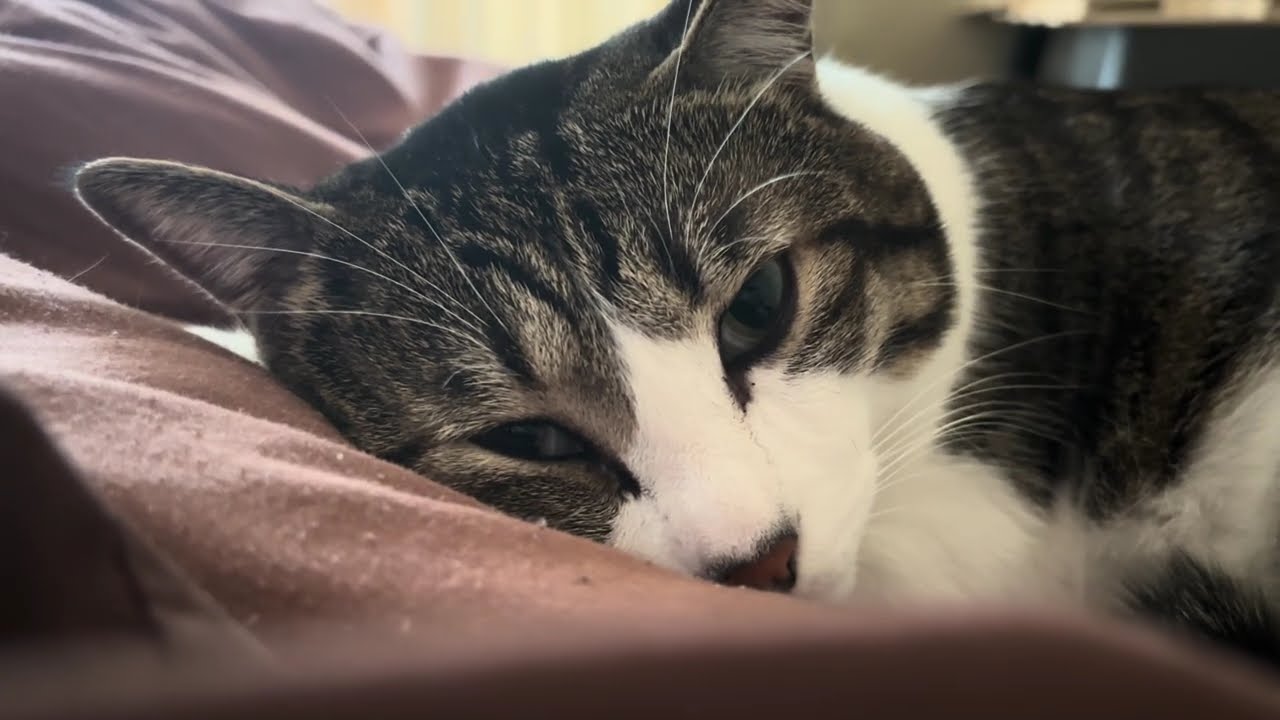 あと6時間は寝たい朝　#保護猫  #猫 #cat #猫のいる暮らし #ねこ