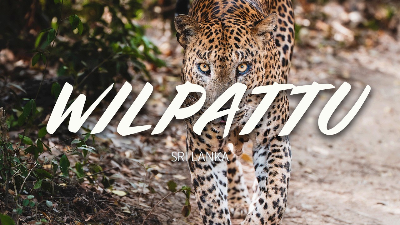 Wilpattu Nationalpark – Ohne Massen eine Ganztages-Safari | Leoparden, Elefanten, Bären & mehr