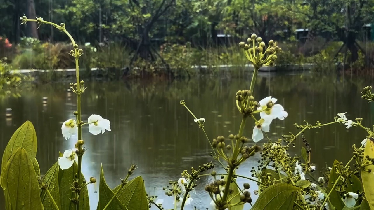Goodbye Insomnia with Heavy Rain & Thunder at Night, Fall Asleep Immediately with Rain Sound Therapy