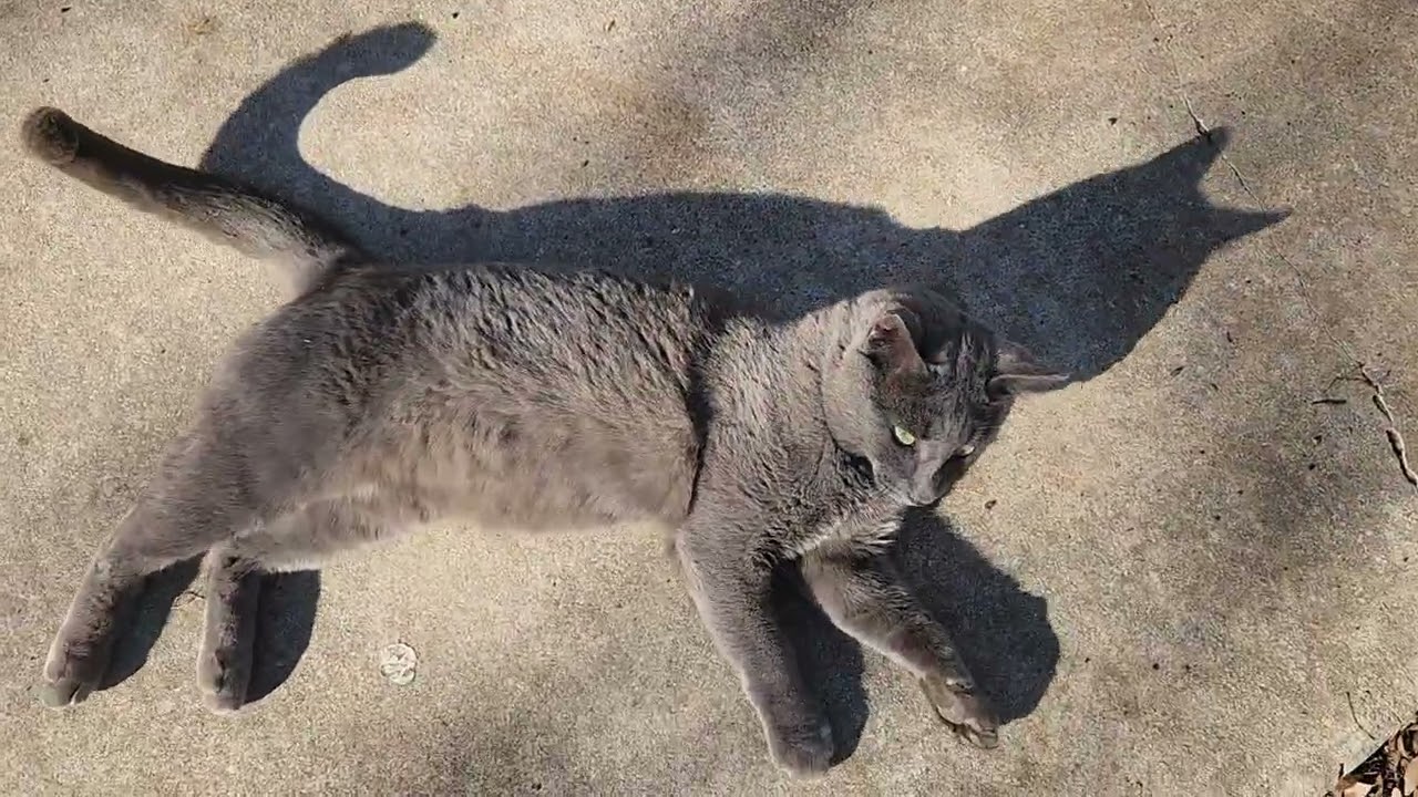 CAT GONE WILD. This is why cats rule the internet.