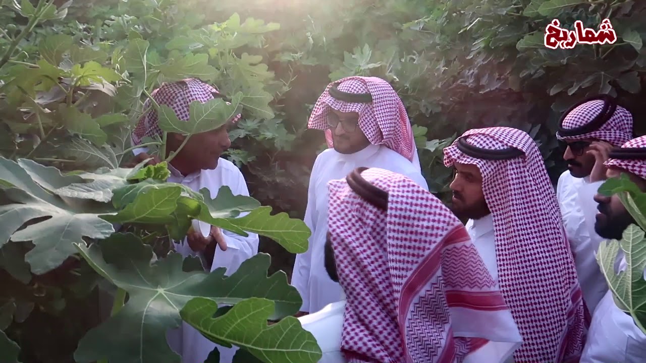 زيارة محافظ الدلم  وبعض رجال الأعمال لمشروع العبيد الزراعي بعنيزة لإنتاج التين